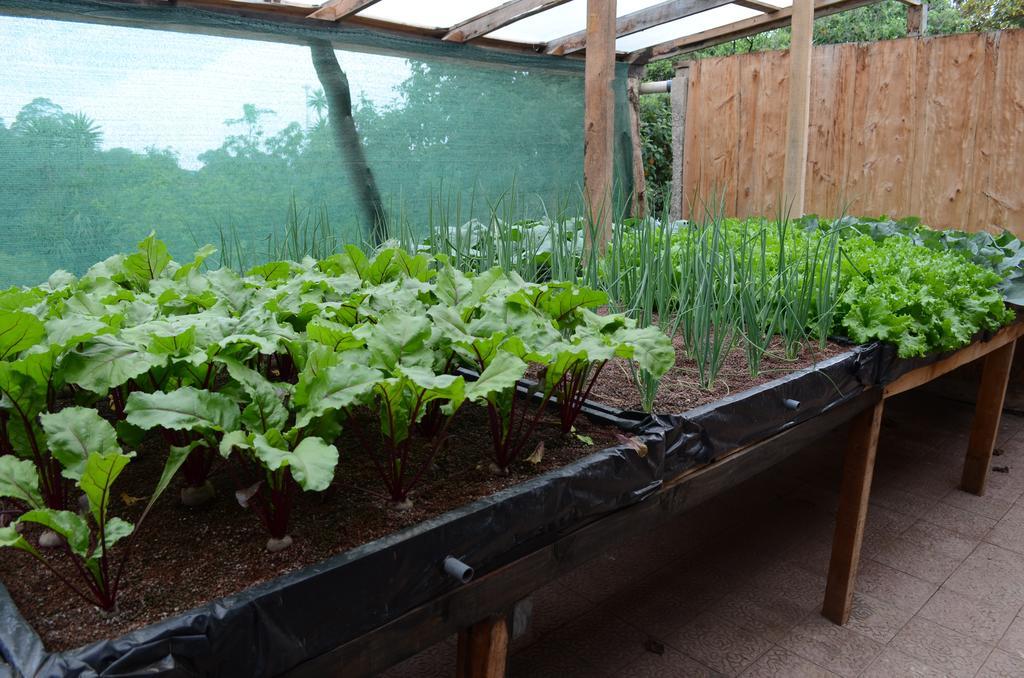 Cabinas Capulin & Farm Monteverde Luaran gambar